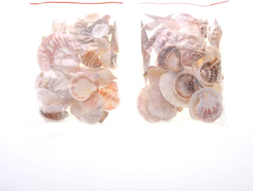 Mixed Beach Sea Shells for Ocean Theme Parties and Weddings Decoration | Vase, Fountain & Fish Tank Filler Various Sizes 1”-2.5” | Approx.100 Sea Shells