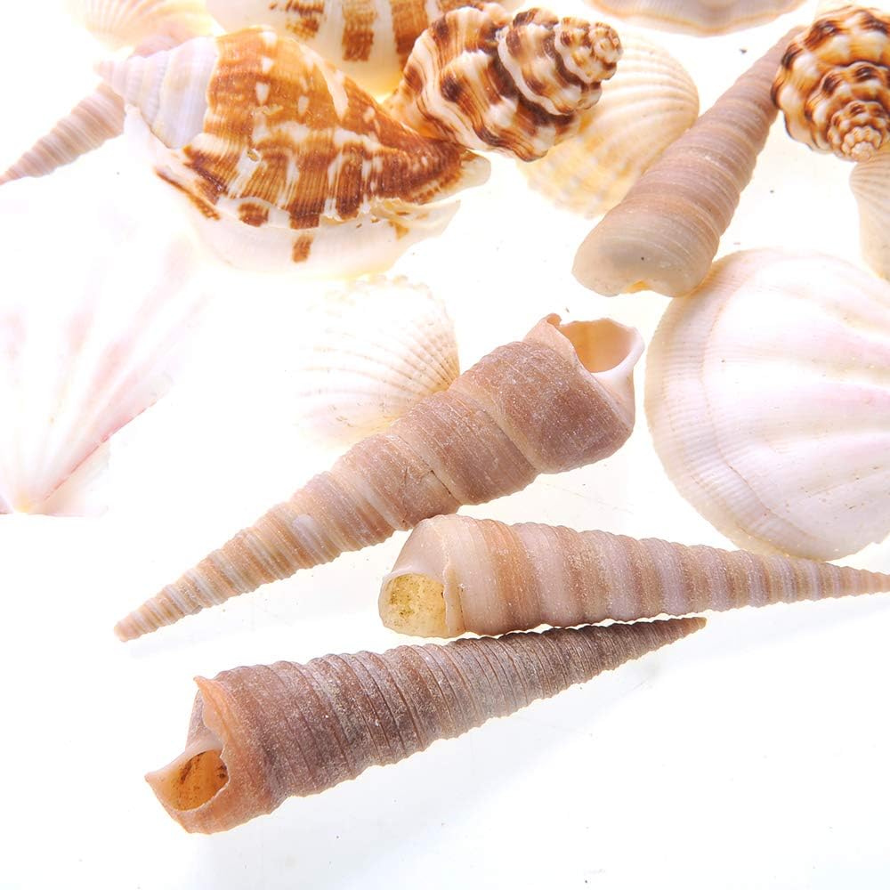 Mixed Beach Sea Shells for Ocean Theme Parties and Weddings Decoration | Vase, Fountain & Fish Tank Filler Various Sizes 1”-2.5” | Approx.100 Sea Shells