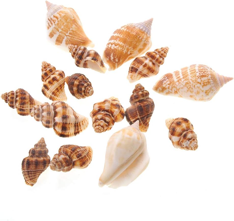 Mixed Beach Sea Shells for Ocean Theme Parties and Weddings Decoration | Vase, Fountain & Fish Tank Filler Various Sizes 1”-2.5” | Approx.100 Sea Shells