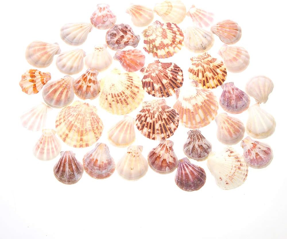 Mixed Beach Sea Shells for Ocean Theme Parties and Weddings Decoration | Vase, Fountain & Fish Tank Filler Various Sizes 1”-2.5” | Approx.100 Sea Shells