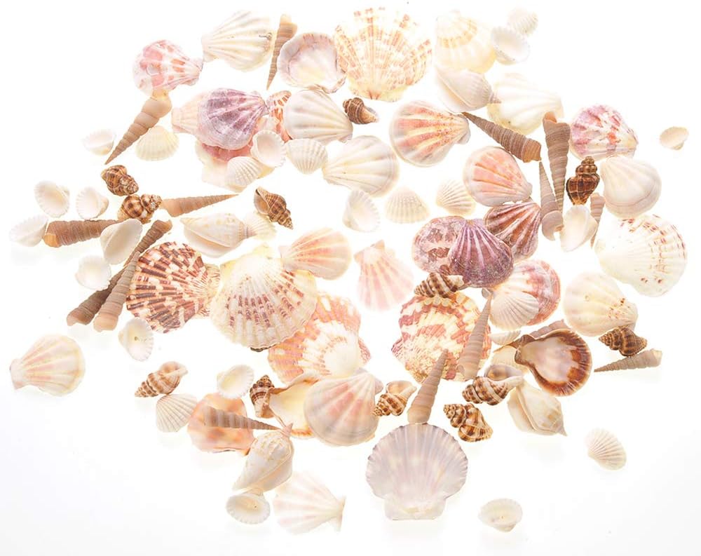 Mixed Beach Sea Shells for Ocean Theme Parties and Weddings Decoration | Vase, Fountain & Fish Tank Filler Various Sizes 1”-2.5” | Approx.100 Sea Shells
