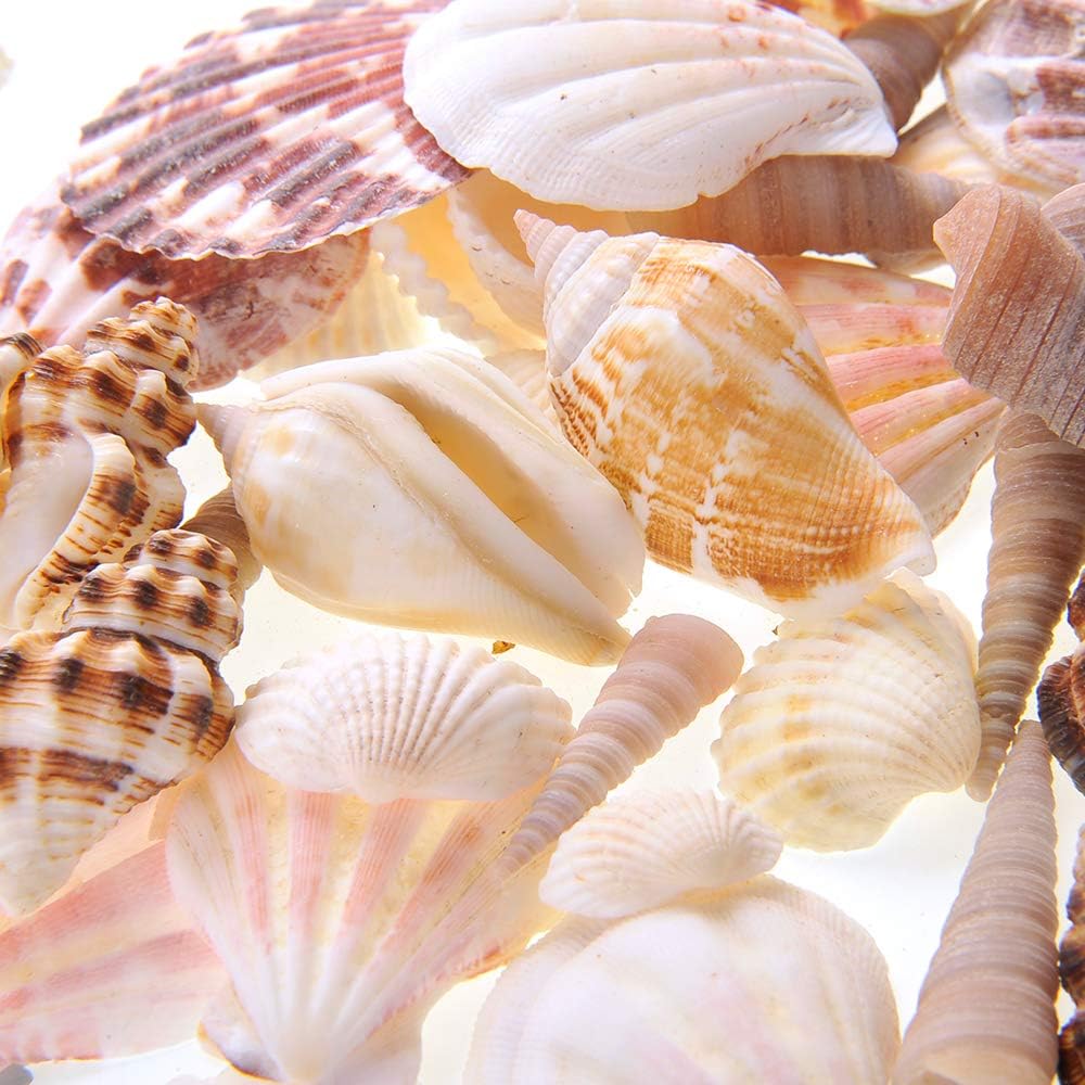 Mixed Beach Sea Shells for Ocean Theme Parties and Weddings Decoration | Vase, Fountain & Fish Tank Filler Various Sizes 1”-2.5” | Approx.100 Sea Shells