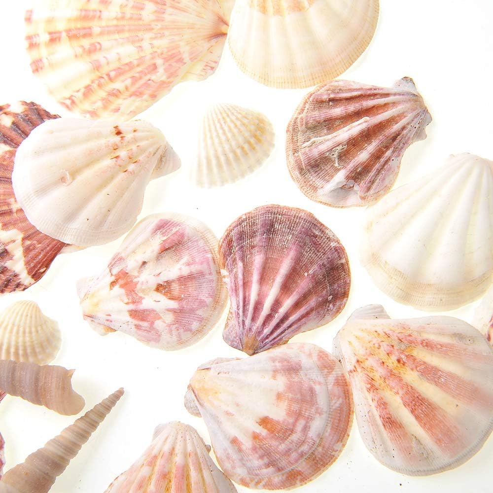 Mixed Beach Sea Shells for Ocean Theme Parties and Weddings Decoration | Vase, Fountain & Fish Tank Filler Various Sizes 1”-2.5” | Approx.100 Sea Shells