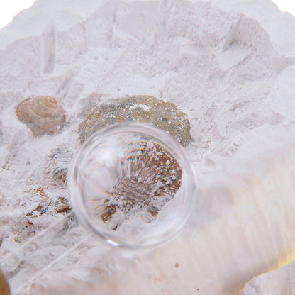 Fossile DIG Kit, Dinosaur Digging Kids Activities