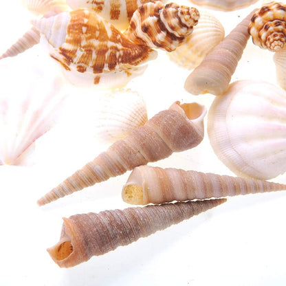 Mixed Beach Sea Shells for Ocean Theme Parties and Weddings Decoration | Vase, Fountain & Fish Tank Filler Various Sizes 1”-2.5” | Approx.100 Sea Shells