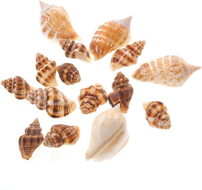 Mixed Beach Sea Shells for Ocean Theme Parties and Weddings Decoration | Vase, Fountain & Fish Tank Filler Various Sizes 1”-2.5” | Approx.100 Sea Shells
