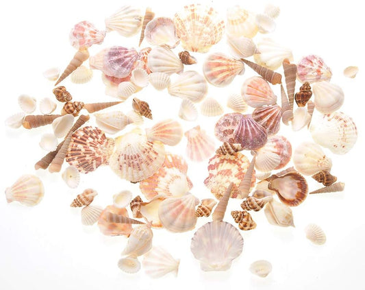 Mixed Beach Sea Shells for Ocean Theme Parties and Weddings Decoration | Vase, Fountain & Fish Tank Filler Various Sizes 1”-2.5” | Approx.100 Sea Shells