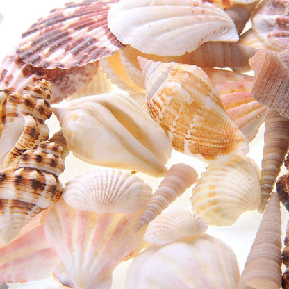 Mixed Beach Sea Shells for Ocean Theme Parties and Weddings Decoration | Vase, Fountain & Fish Tank Filler Various Sizes 1”-2.5” | Approx.100 Sea Shells