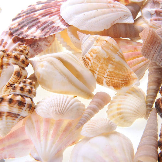 Mixed Beach Sea Shells for Ocean Theme Parties and Weddings Decoration | Vase, Fountain & Fish Tank Filler Various Sizes 1”-2.5” | Approx.100 Sea Shells