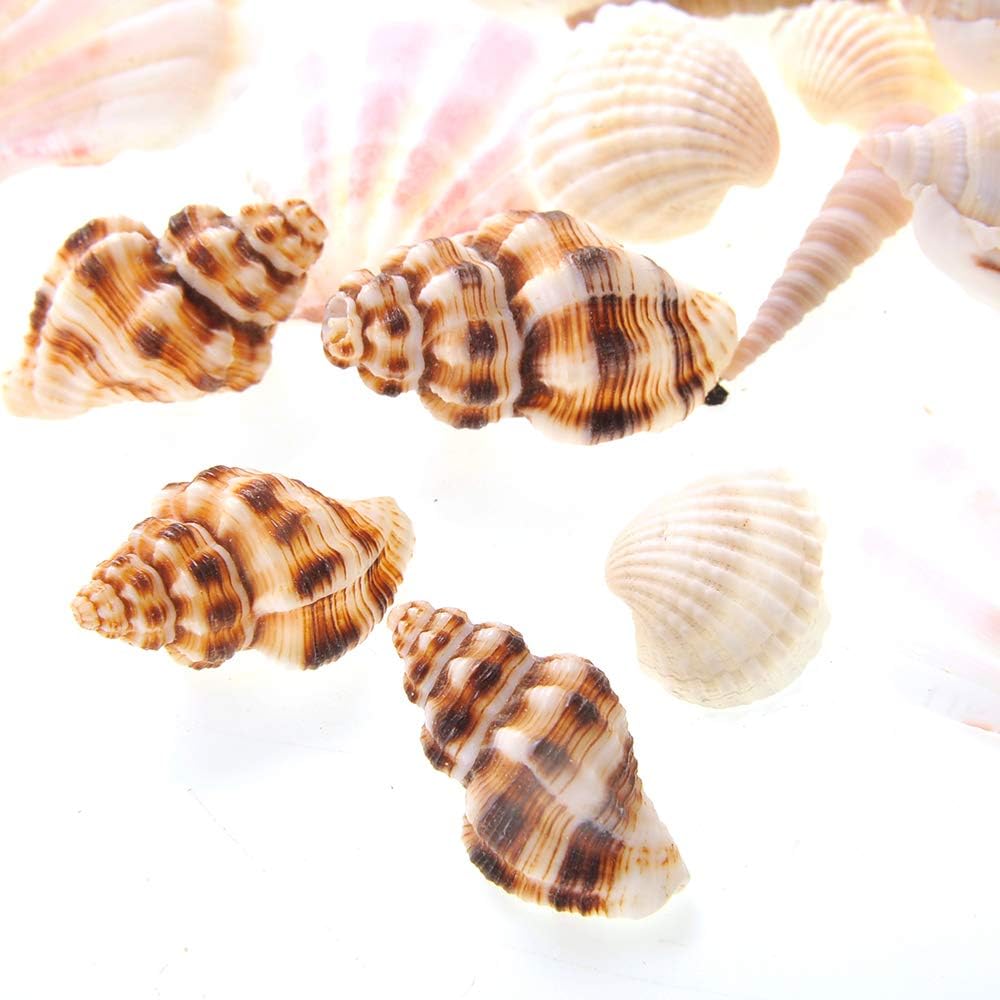 Mixed Beach Sea Shells for Ocean Theme Parties and Weddings Decoration | Vase, Fountain & Fish Tank Filler Various Sizes 1”-2.5” | Approx.100 Sea Shells