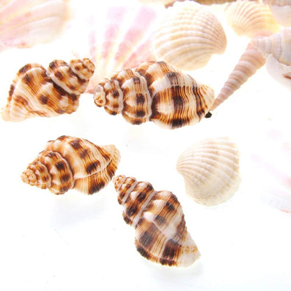Mixed Beach Sea Shells for Ocean Theme Parties and Weddings Decoration | Vase, Fountain & Fish Tank Filler Various Sizes 1”-2.5” | Approx.100 Sea Shells
